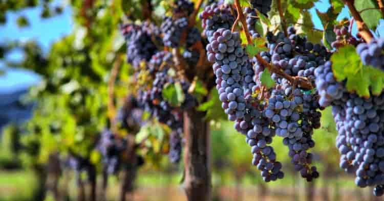 Климатските промени можат да го подобрат вкусот на француското вино